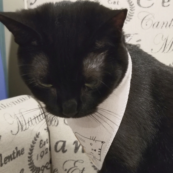 NEW Scarf+Tail Friendly-feline Dreamy Tones Scarf w/Snap Closure - Picture 4 of 6